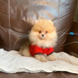 Pomeranian Boo Irk Ve Sağlık Garantili Yavrularımız 2