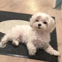 A Kalite Maltese Bebekler 1