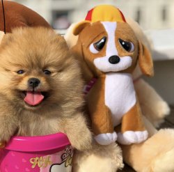 Küt Burun Yapısına Sahip PomeranianBoo Oğlumuz 3