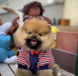 Irk Ve Sağlık Garantili PomeranianBoo Yavrularımızdan 1