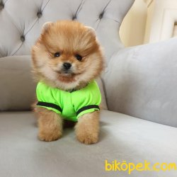 POMERANİAN BOO YAVRULAR RENK SEÇENEKLERİYLE 3