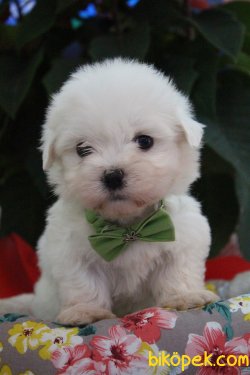 Süper Kalite 0 Numara Maltese Terrier Yavrularımız Geldi 4