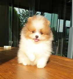 Orji̇nal Pomerani̇an Boo Yavrularımız 2