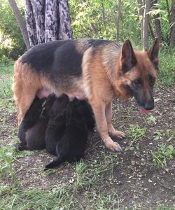 Muhteşem Düşük Bel Alman Kurdu Yavruları 4