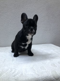 Fcı A Class Secereli Belgeli Show Kalite French Bulldog Yavruları 2 4