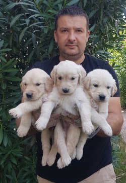 Golden Yavrular Bursa 3
