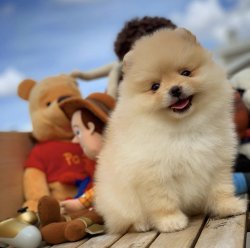 Özel Teddybear Yüz Yapısına Sahip Pomeranianboo 4