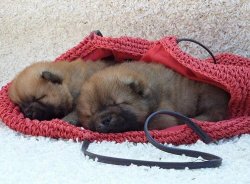 Satılık Chow Chow Çi̇n Aslanı Yavrularımız Afyondan 1