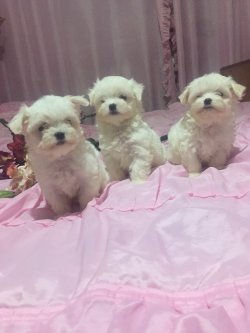 0 NUMARA TÜY DÖKMEYEN ORJİNAL MALTESE TERRİER YAVRULAR 1