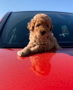 SAFKAN TOY POODLE YAVRULARIMIZ 3