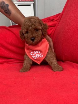 Sevi̇mli̇ Toy Poodle Yavrularımız 1