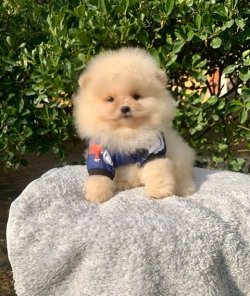 SAFKAN  POMERANİAN BOO YAVRULARIMIZ 3
