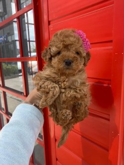 Toy Poodle Red Orjinal Yavrularımız 2