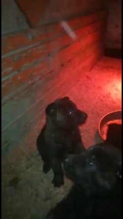 HOLLANDA ÇOBAN KÖPEĞİ (DUTCH) 3
