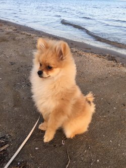Adana Pomeranian Spitz Yetişkin Erkek 1