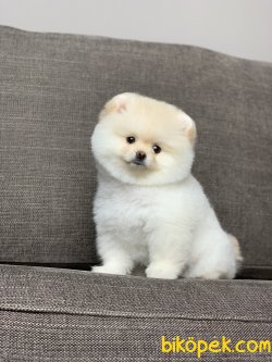 Teacup Teddy Face Secereli Pomeranian Boo Yavrularimiz 2