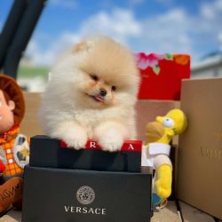 Orjinal Boo Ayıcık Yüz Pasaport Belgeli Yavrularımız 4