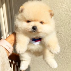 Pomeranian Boo Belgeli Eğitimli Yavrularımız 1