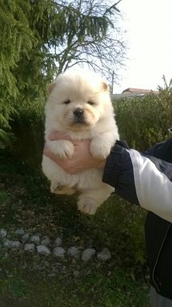 CHOW CHOW ÇİN ASLANI YAVRULARIMIZ 1