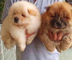RUHSATLI KÖPEK ÇİFTLİĞİNDEN CHOWCHOW YAVRULARI 1