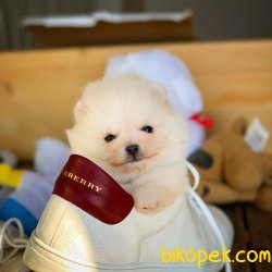 Safkan Büyümeyen Cins Pomeranian Boo 2