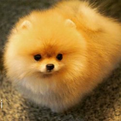 Yeni Gelen Beyaz Party Colour Renk Pomeranian Boo 1