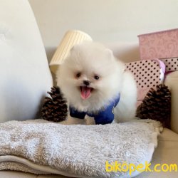 Pomeranian Boo Teddy Bear Ayiciklar 1
