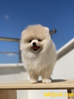 Orjinal İ̇rk Garantili Pomeranian Boo Yavrularimiz 2