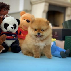Orijinal Renk TeddyBear PomeranianBoo Yavrularımızdan 3