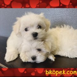 Çok Tatlı Beyaz Maltese Terrierler Sıfır Boy 3