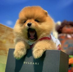 Orijinal Renk Miniboy PomeranianBoo Kızımız 2