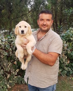 Golden Yavrular 3