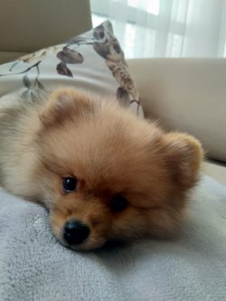 A Kalite Mükemmel Pomeranian Yavrulari 2