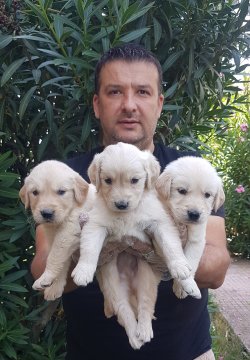 Golden Yavrular Bursa 1