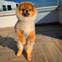 TeddyBear Yüz Yapısına Sahip PomeranianBoo Oğlumuz 1