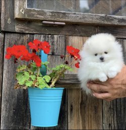 Rusya Secereli Orjinal Pomeranian 3