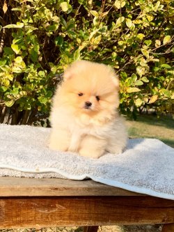 Pomeranian Boo Safkan Teddy Bear Yavrularımız 3