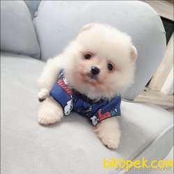 Pomeranian Mini Ayıcık Yavrularımız 4