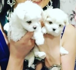Maltese Yavrular 2