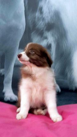 BORDER COLLIE YAVRULAR 2