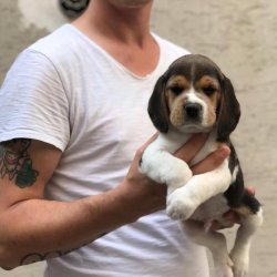 Satılık Elizabeth Beagle Yavruları 3