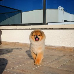 TeddyBear Yüz Yapısına Sahip PomeranianBoo Oğlumuz 2