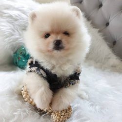 Satılık Pomeranian Boo Teddy Bear Yavrular 1