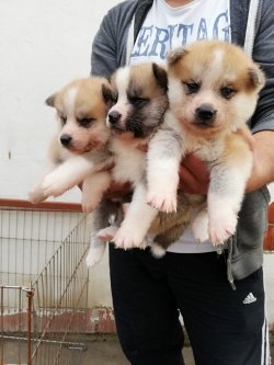 Akita Yavrularımız Irk Garantilidir 3