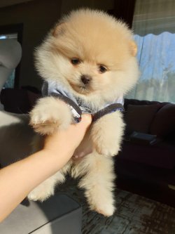 POMERANİAN BOO YAVRULAR 2