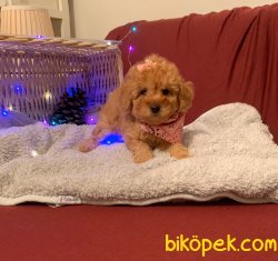 ToyPoodle Tea Cup  Dişi Erkek Yavrularımız 2