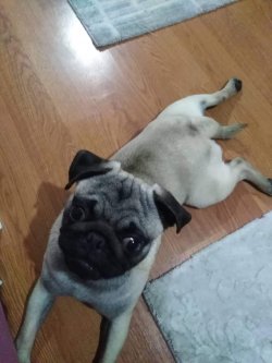 7 Aylık Pug Mobs 4