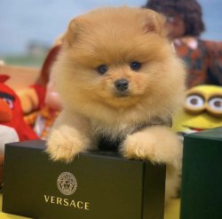 Orijinal Renk PomeranianBoo Yavrularımızdan 2