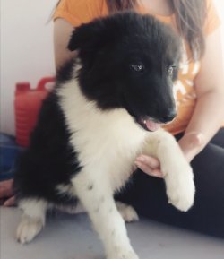 Border Collie Yavrularımız 2