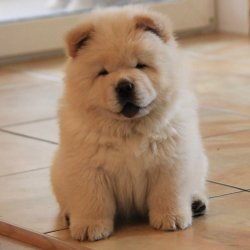 SATILIK MOR DİLLİ CHOW CHOW ÇİN ASLANI YAVRULARI 2